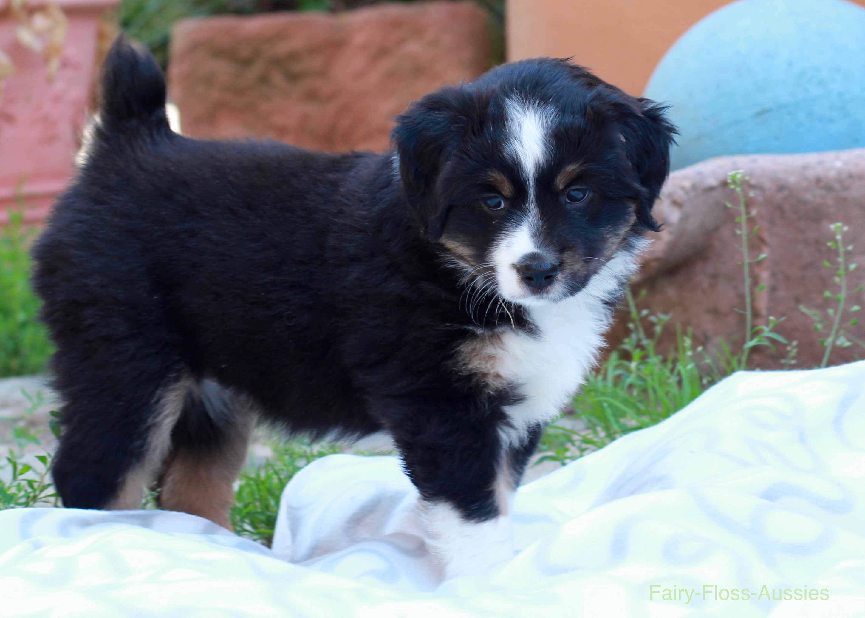 Mini Aussie Welpen - Miniature Australian Shepherd Züchter Mini Aussie Welpen