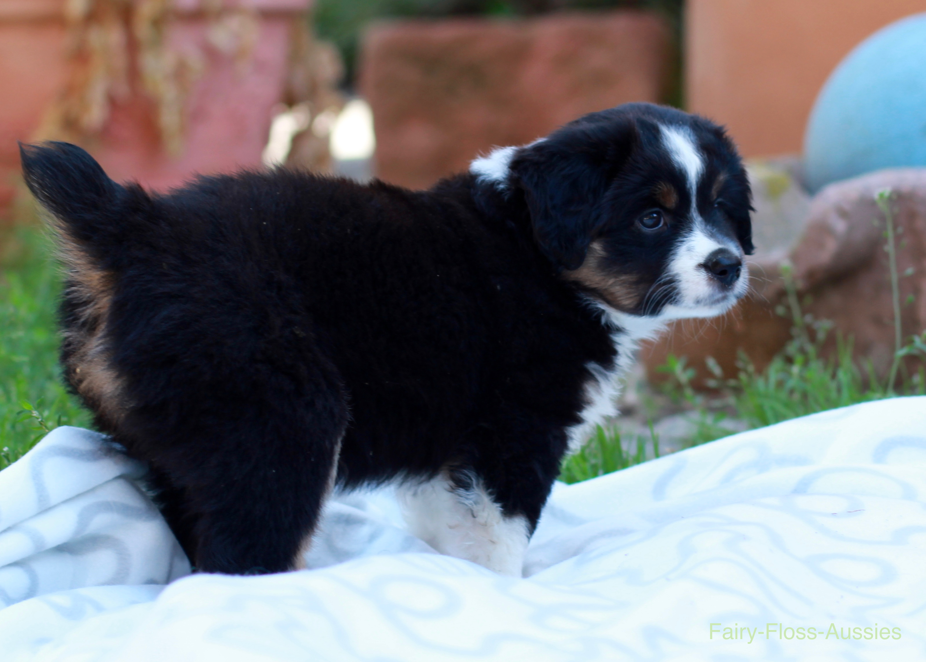 Mini Aussie Welpen - Miniature Australian Shepherd Züchter Mini Aussie Welpen