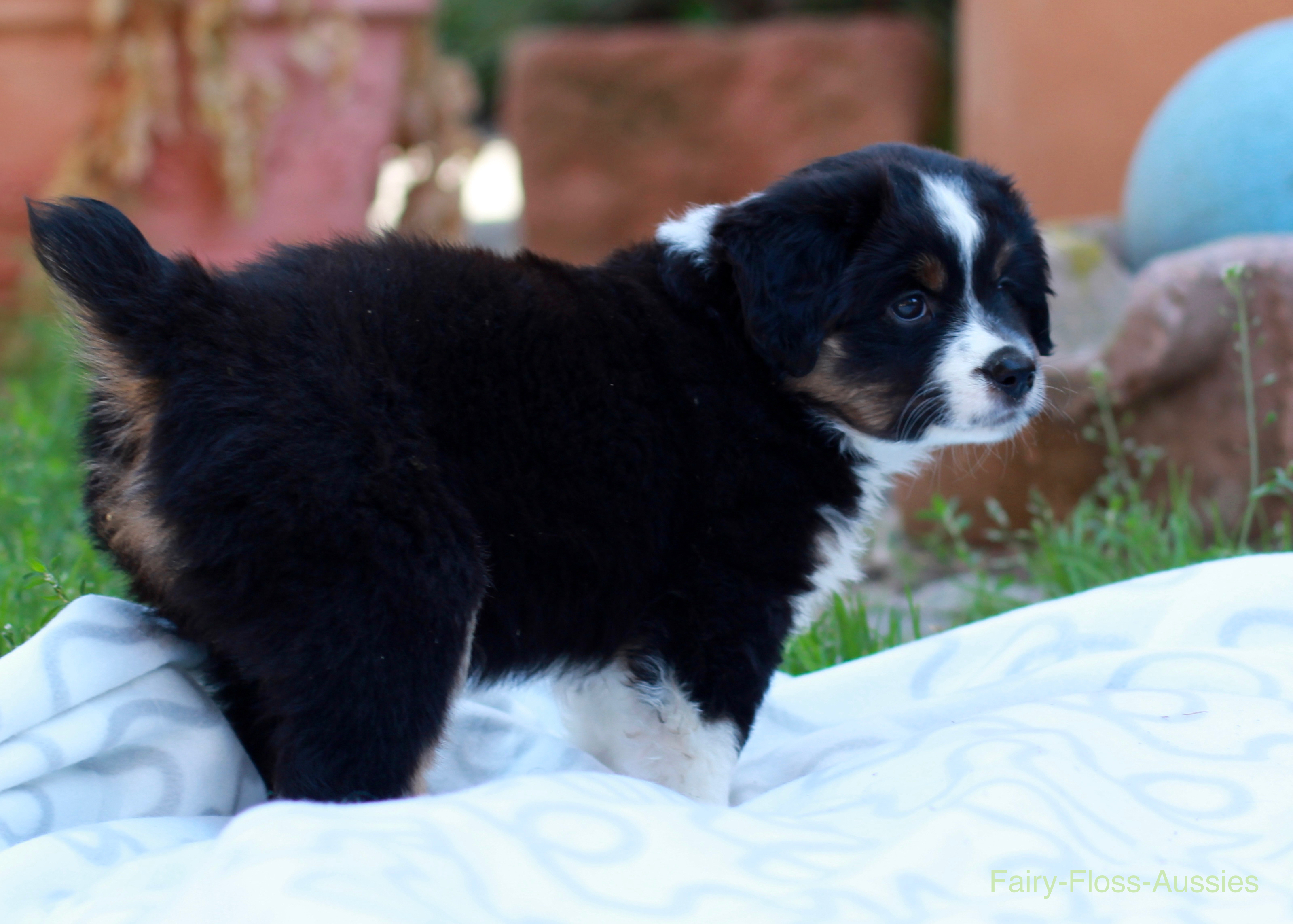 Mini Aussie Welpen