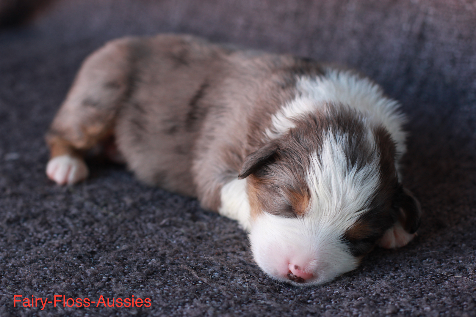 Mini Aussie Welpen