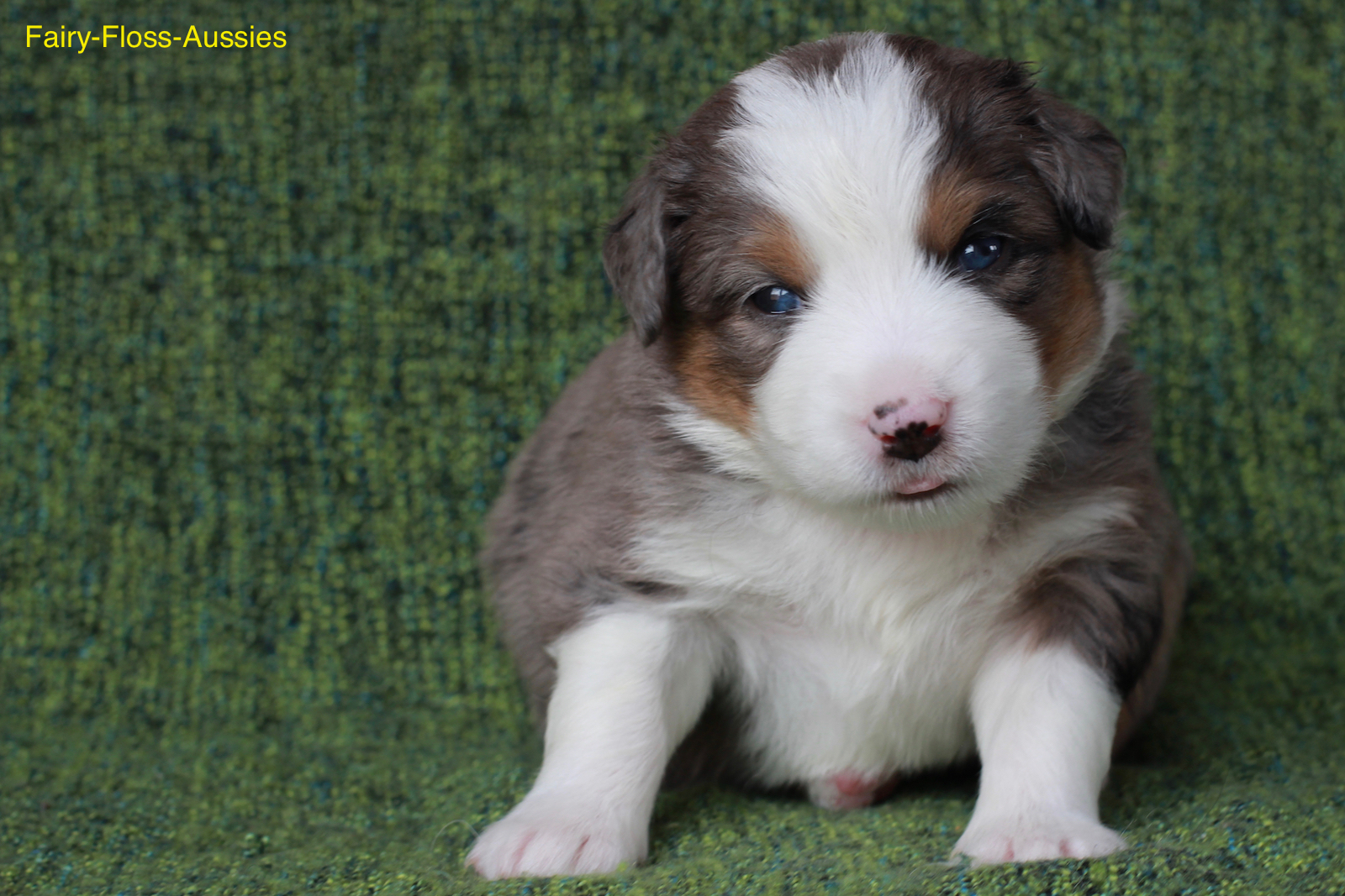 Mini Aussie Welpen