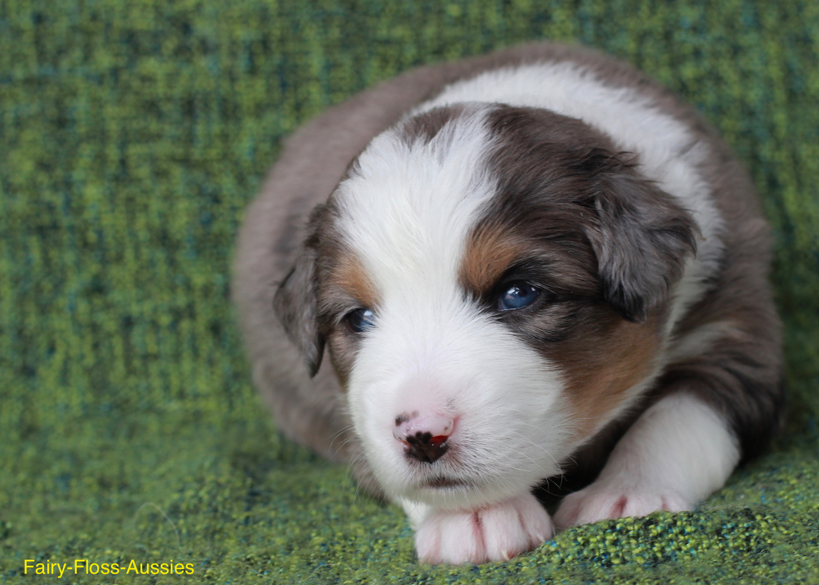 Mini Aussie Welpen