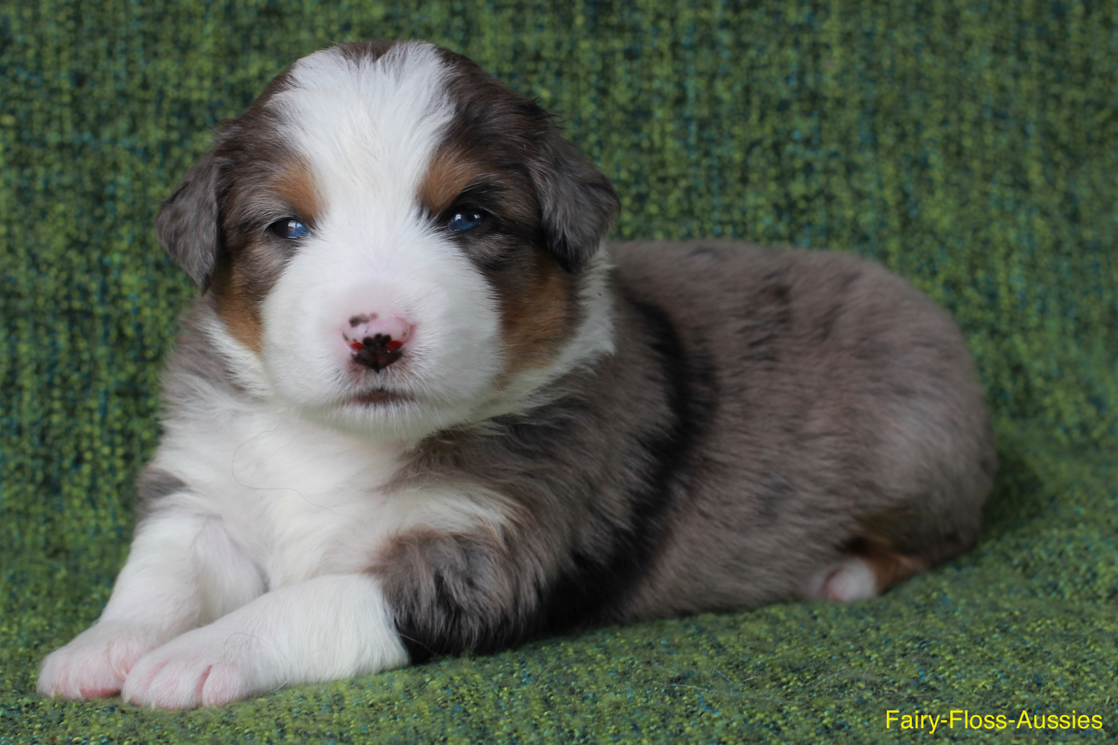 Mini Aussie Welpen