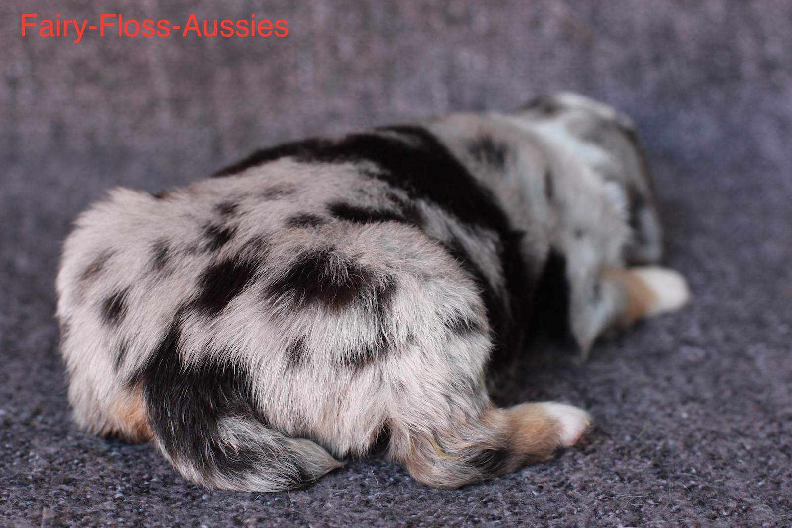 Mini Aussie Welpen