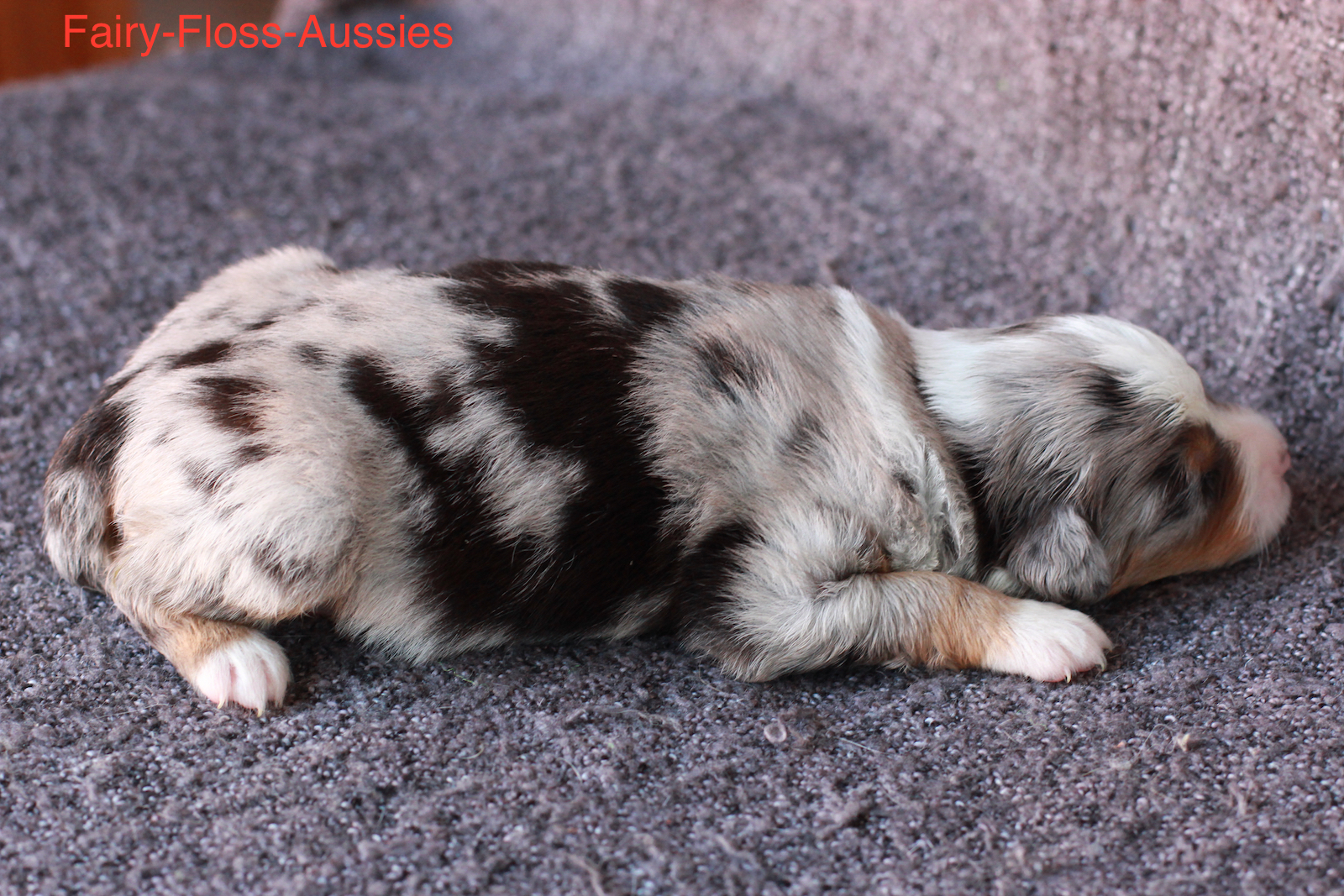 Mini Aussie Welpen