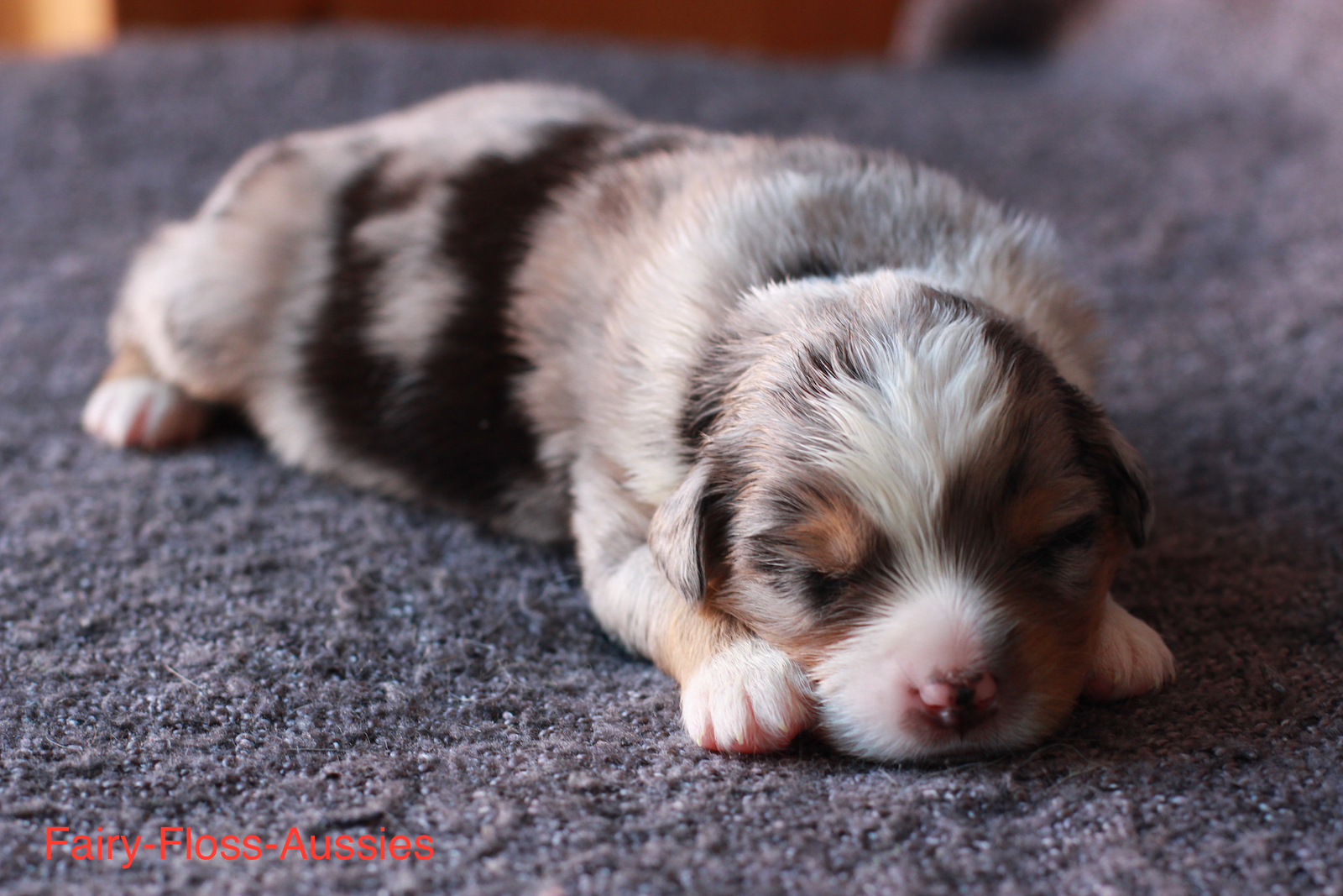 Mini Aussie Welpen