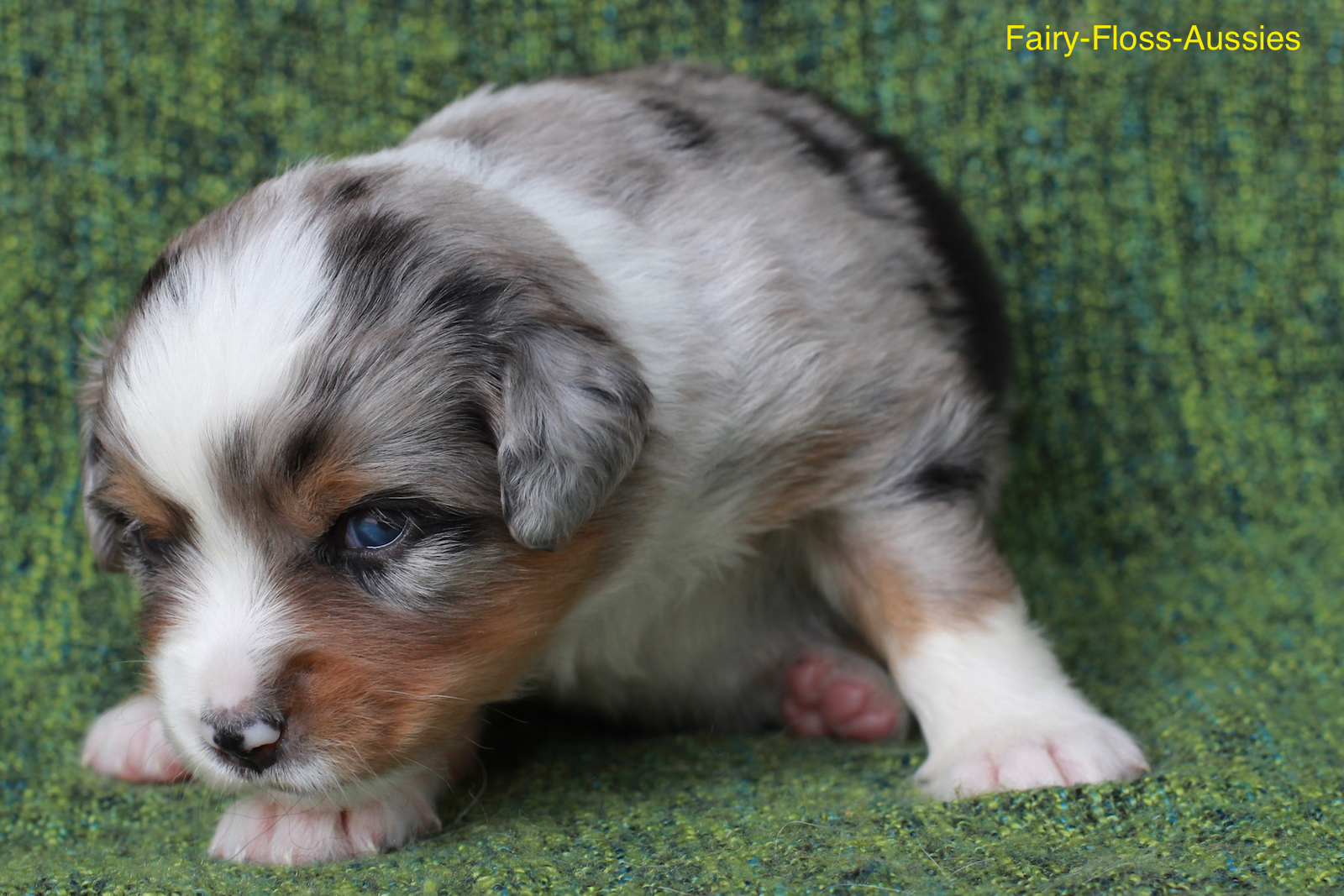 Mini Aussie Welpen