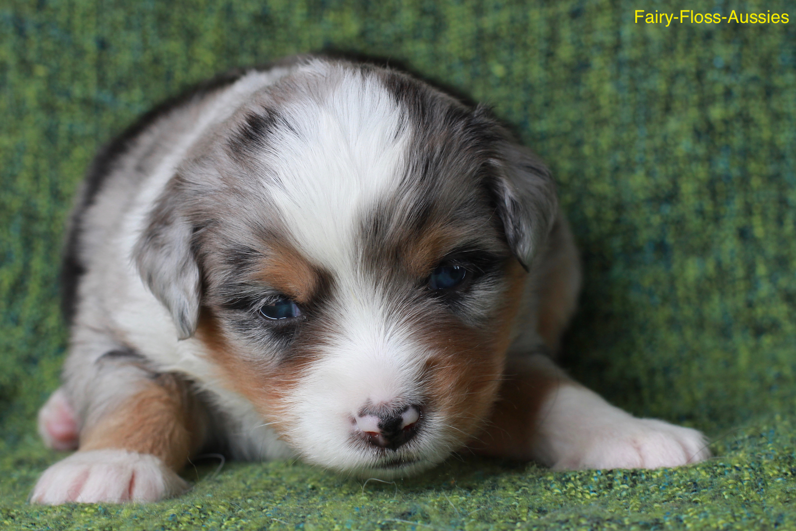 Mini Aussie Welpen