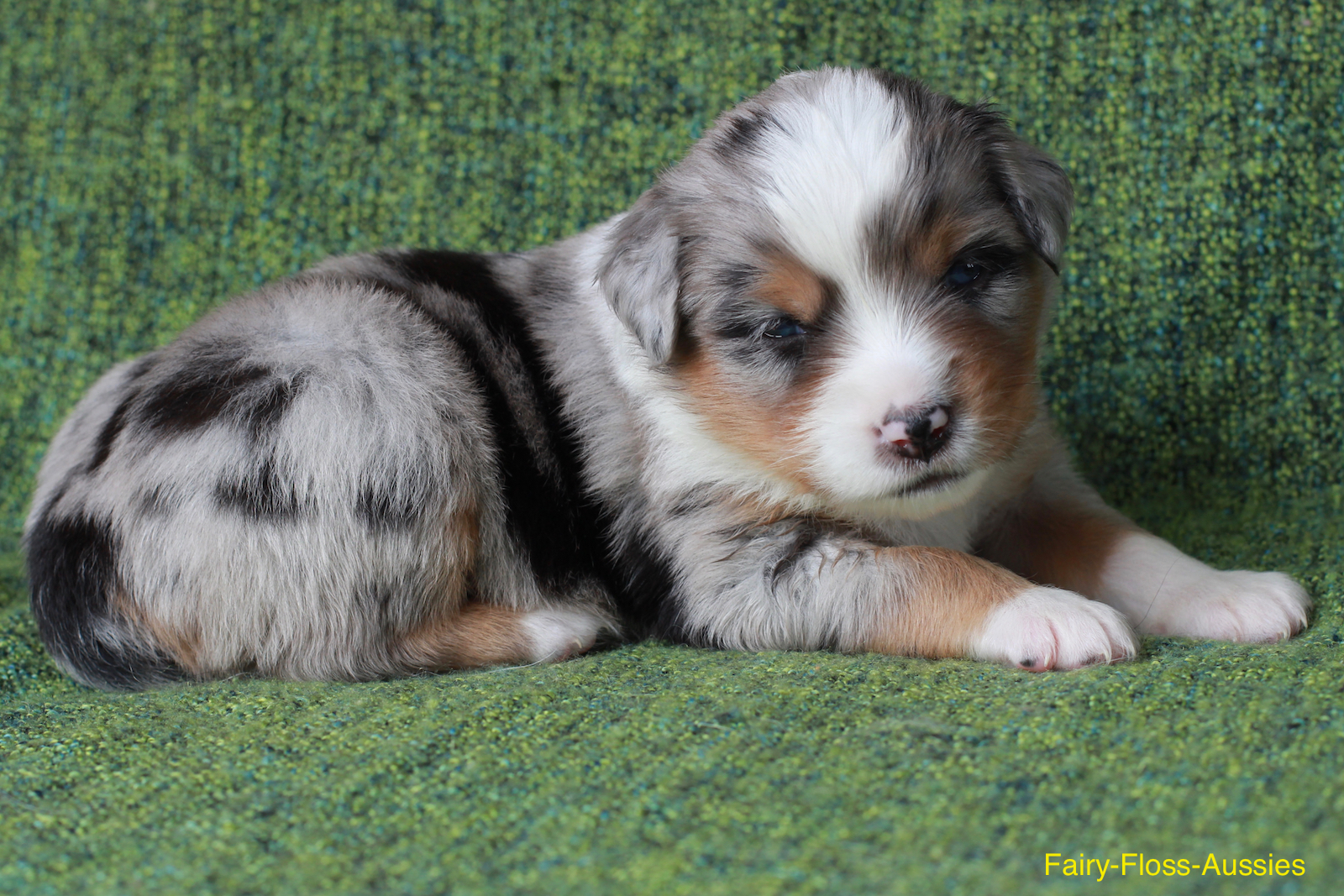 Mini Aussie Welpen