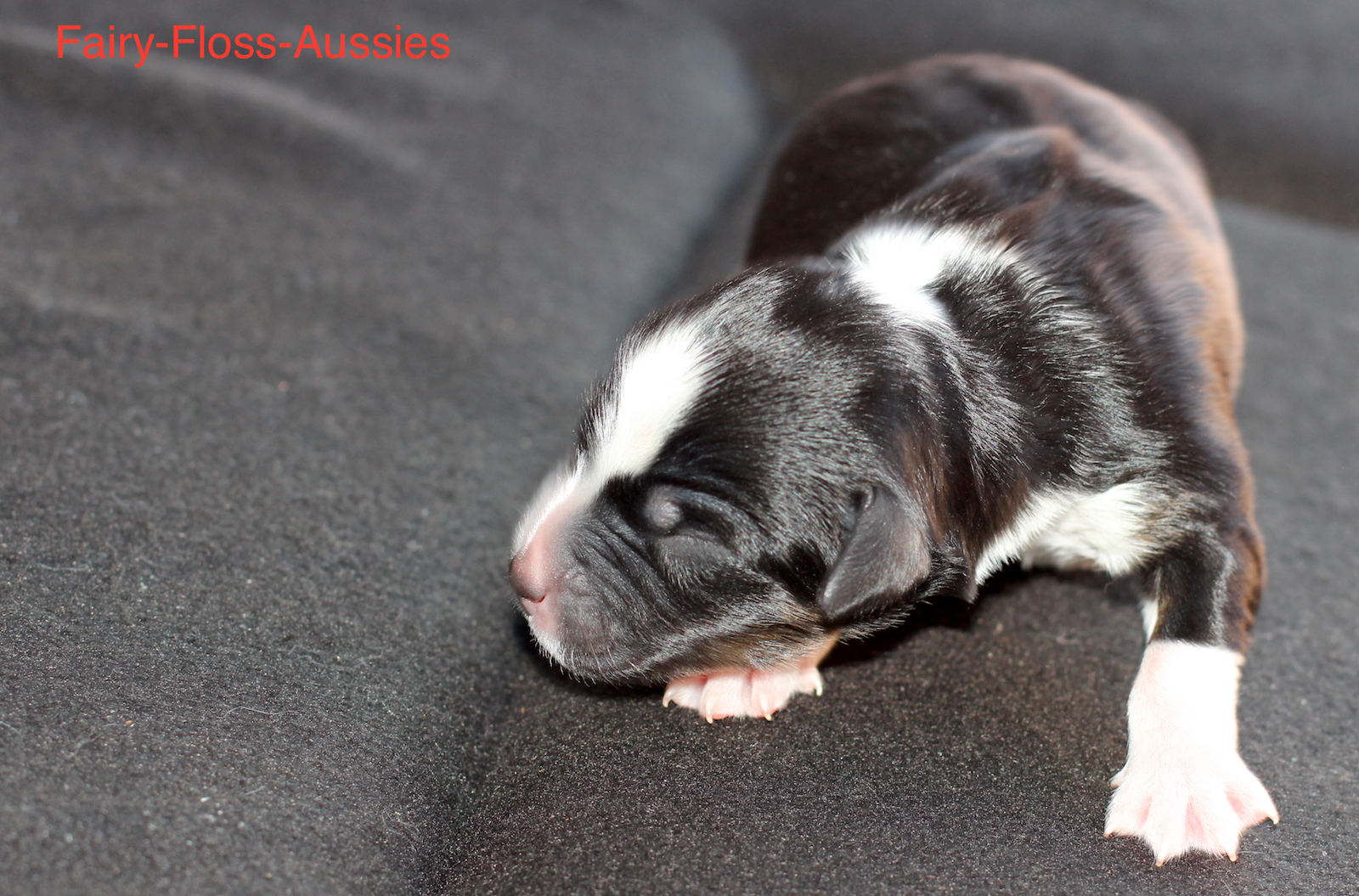 Mini Aussie Welpen