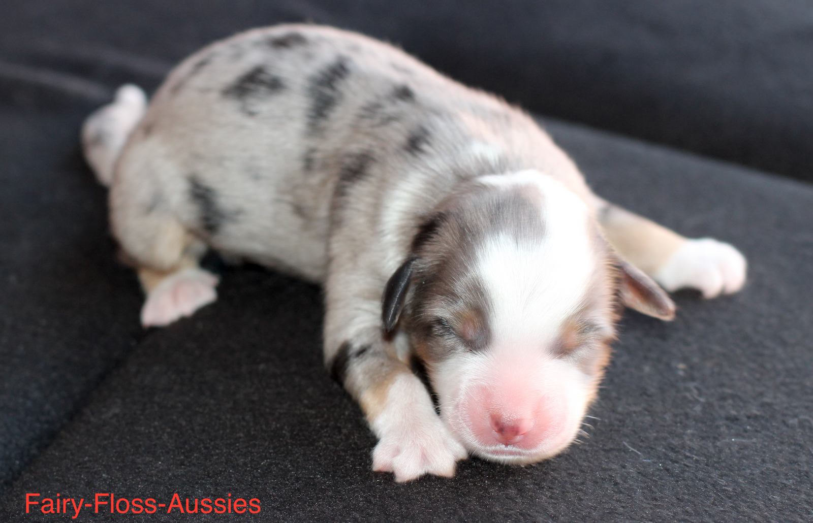 Mini Aussie Welpen