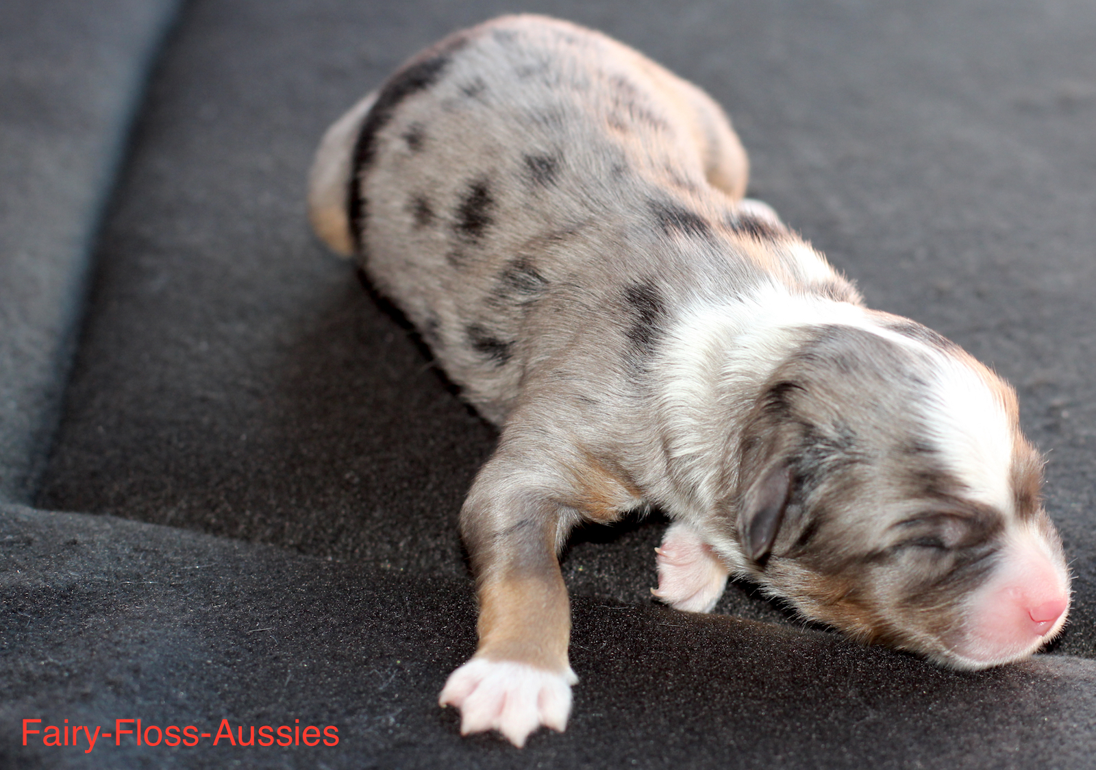 Mini Aussie Welpen