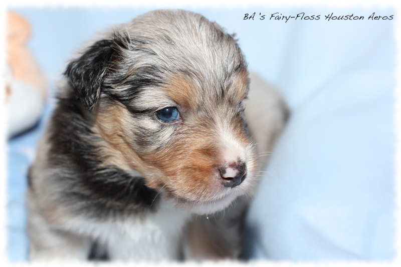 Mini Aussie Welpen - Bluey und Trigger