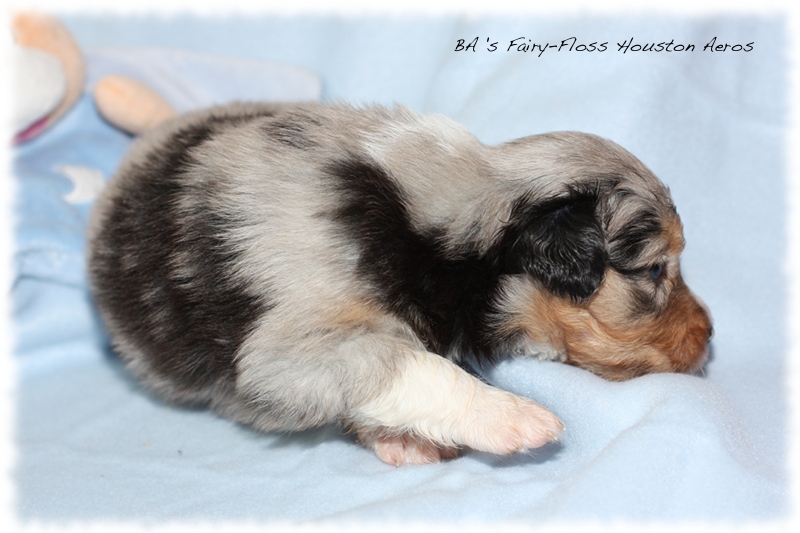 Mini  Aussie Welpen - Bluey und Trigger