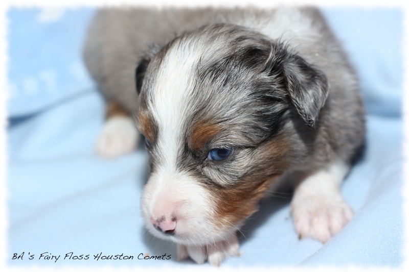 Mini   Aussie Welpen - Bluey und Trigger