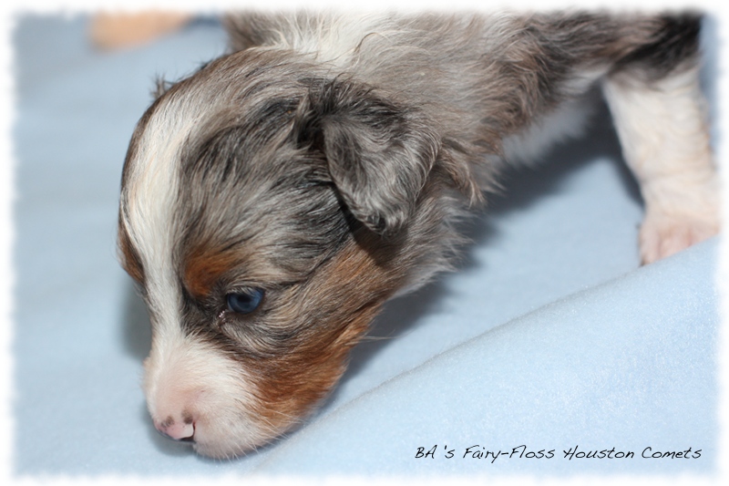 Mini   Aussie Welpen - Bluey und Trigger