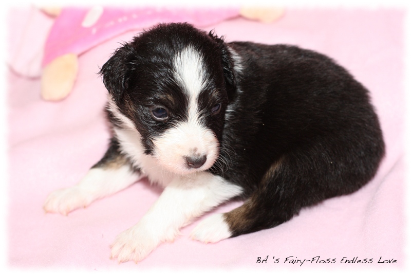 Mini   Aussie Welpen - Bluey und Trigger