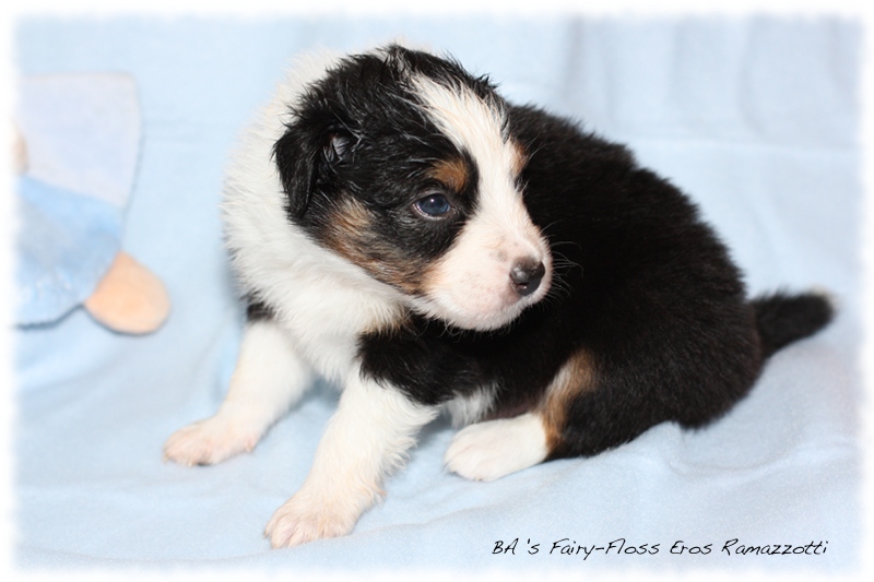 Mini   Aussie Welpen - Bluey und Trigger