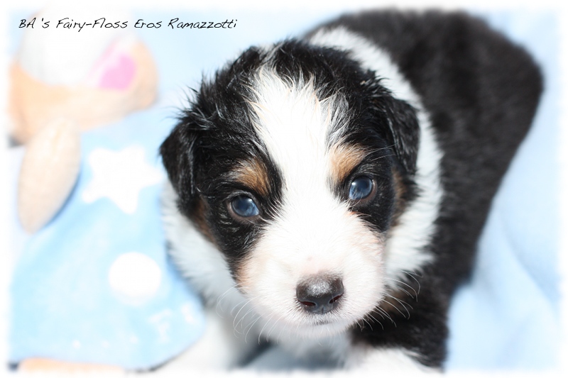 Mini   Aussie Welpen - Bluey und Trigger