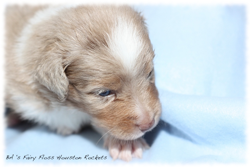 Mini   Aussie Welpen - Bluey und Trigger