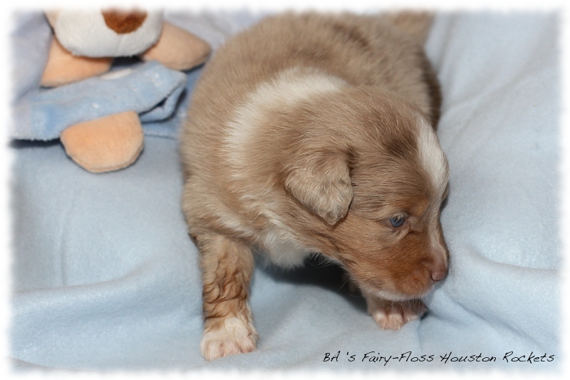 Mini   Aussie Welpen - Bluey und Trigger