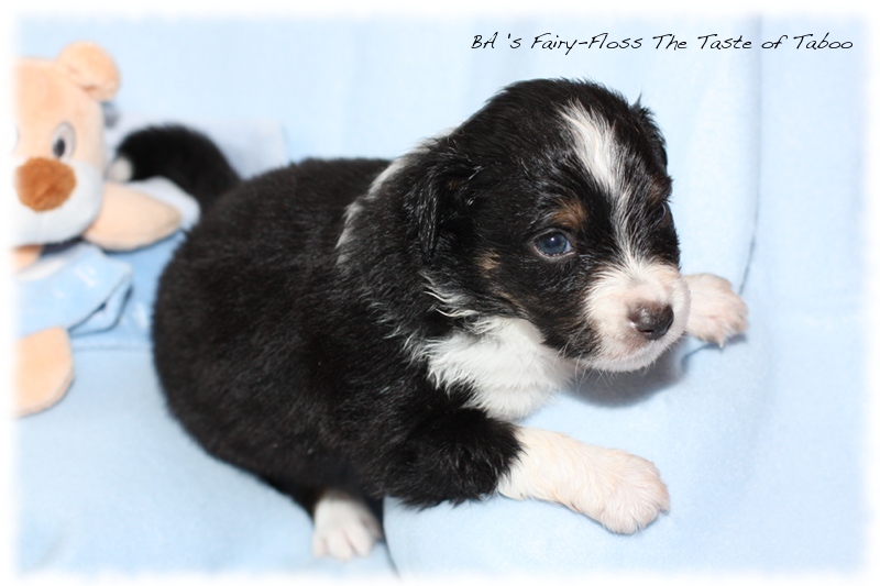 Mini   Aussie Welpen - Bluey und Trigger