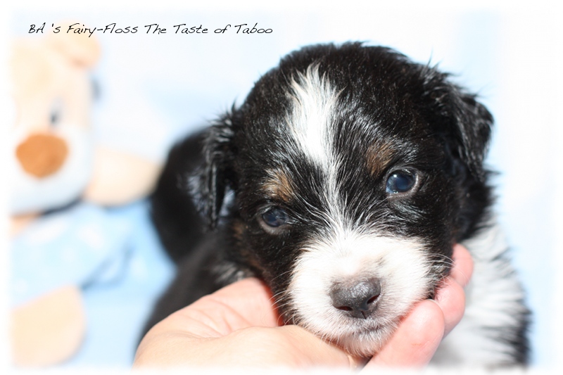 Mini   Aussie Welpen - Bluey und Trigger