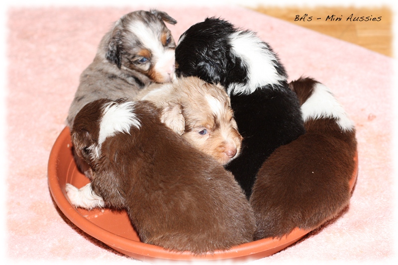 Mini Aussie Welpen - Bluey und Trigger