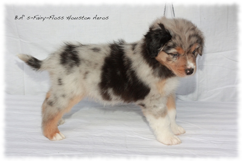 Mini Aussie Welpen - Bluey und Trigger