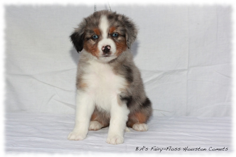 Mini   Aussie Welpen - Bluey und Trigger