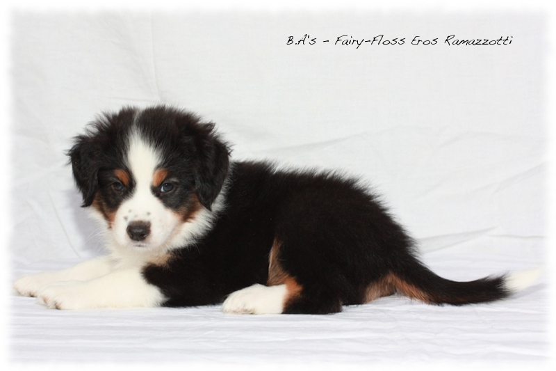 Mini   Aussie Welpen - Bluey und Trigger