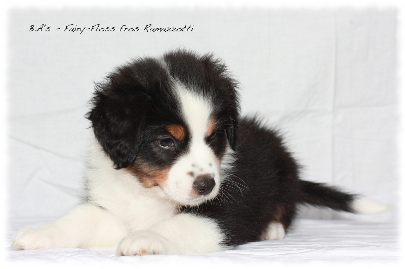 Mini   Aussie Welpen - Bluey und Trigger