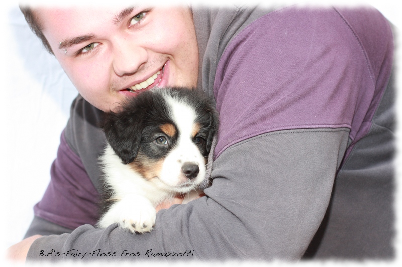 Mini   Aussie Welpen - Bluey und Trigger