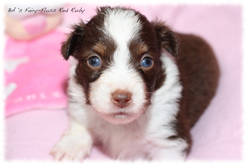 Mini   Aussie Welpen - Bluey und Trigger