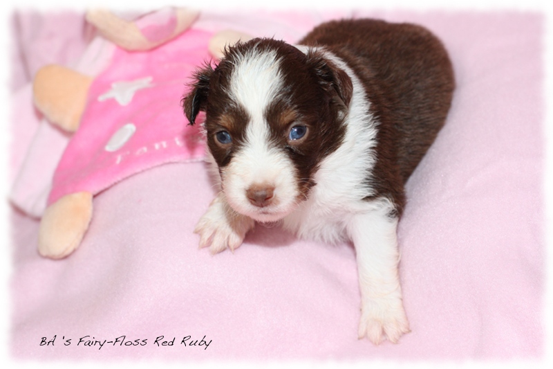 Mini   Aussie Welpen - Bluey und Trigger