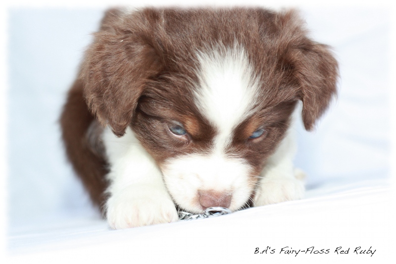 Mini   Aussie Welpen - Bluey und Trigger