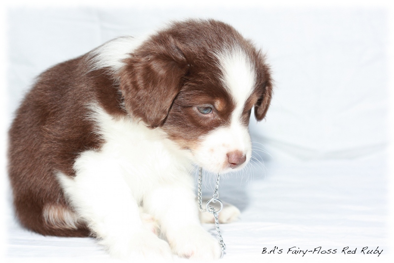 Mini   Aussie Welpen - Bluey und Trigger