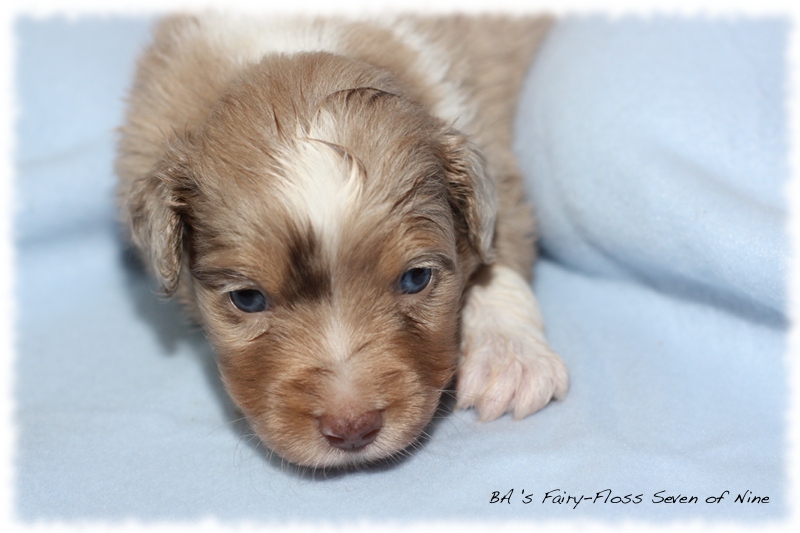 Mini   Aussie Welpen - Bluey und Trigger