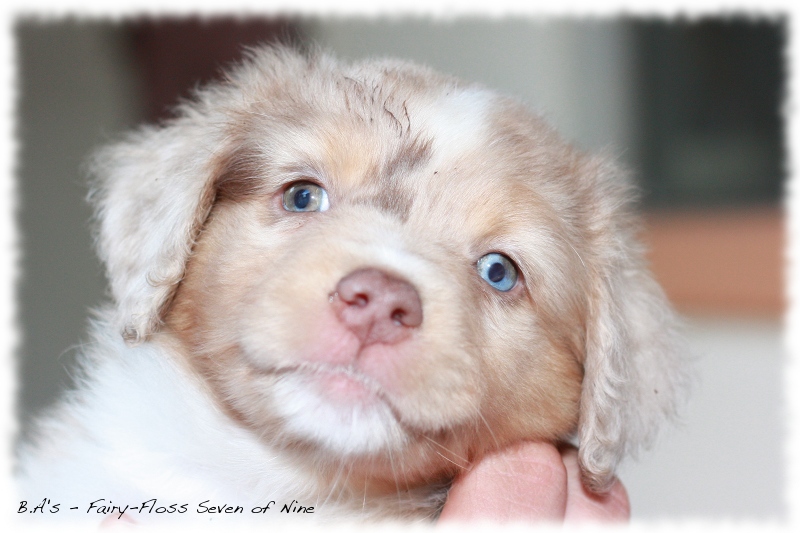 Mini   Aussie Welpen - Bluey und Trigger