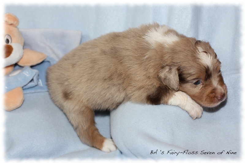 Mini   Aussie Welpen - Bluey und Trigger