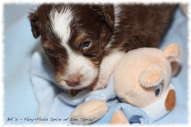 Mini   Aussie Welpen - Bluey und Trigger