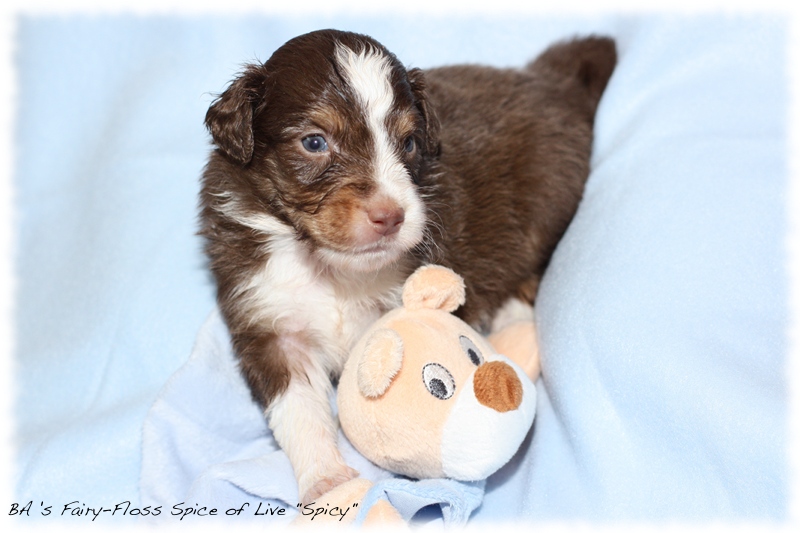 Mini   Aussie Welpen - Bluey und Trigger