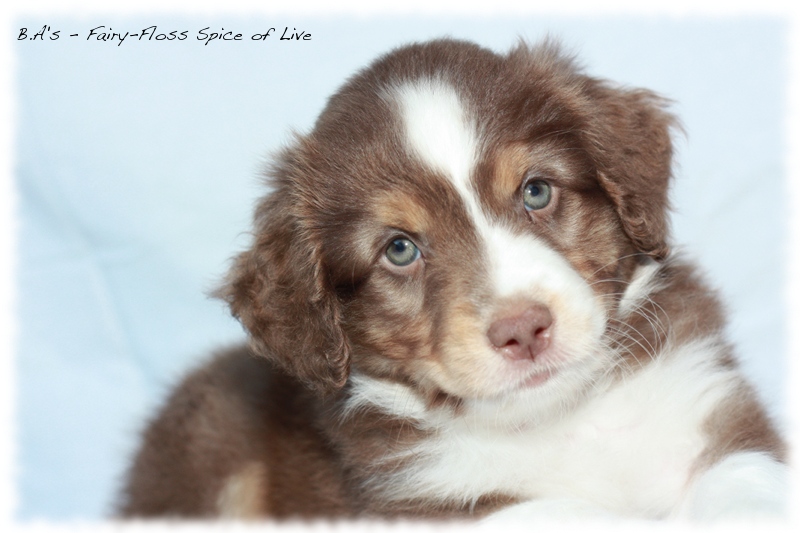 Mini   Aussie Welpen - Bluey und Trigger