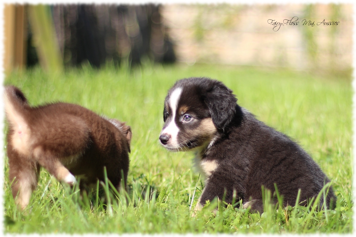 Mini Aussie Welpen - Mini Aussie Züchter - Gesunde Mini Aussies