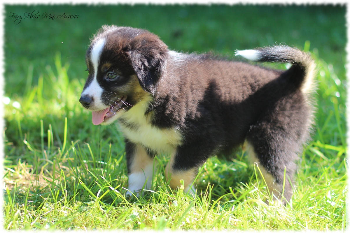 Mini Aussie Welpen - Mini Aussie Züchter - Gesunde Mini Aussies