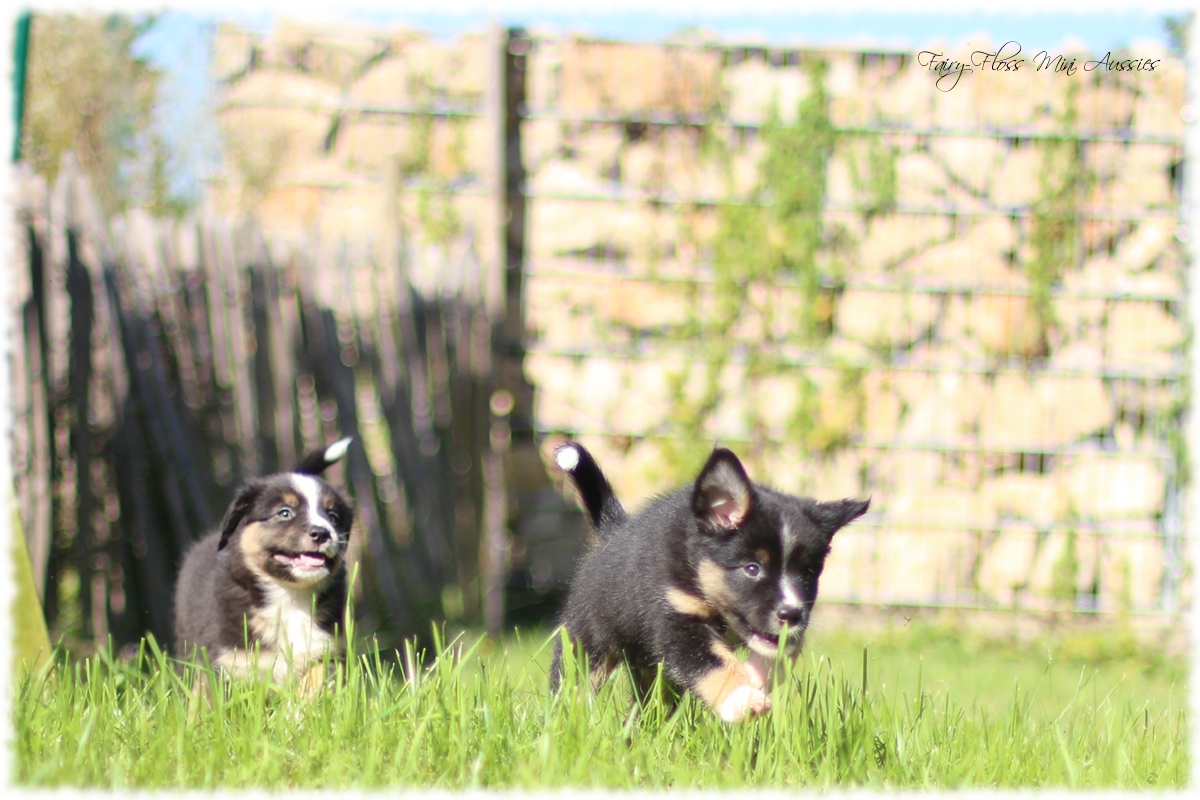 Mini Aussie Welpen - Mini Aussie Z¨chter - Gesunde Mini Aussies