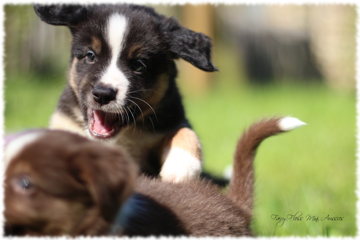 Gesunde, tolle Miniature Australian Shepherd Welpen Mini Aussie Welpen - Mini Aussie Züchter - Gesunde Mini Aussies