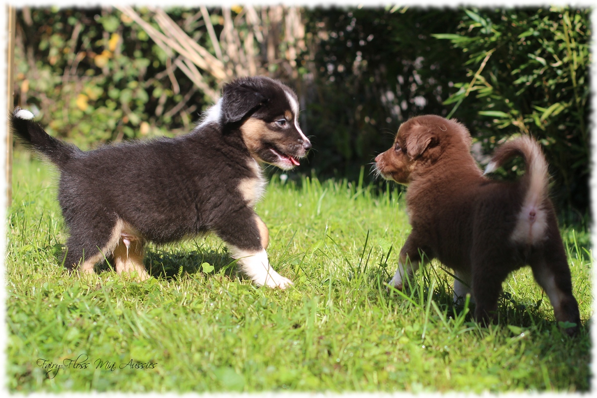 Mini Aussie Welpen - Mini Aussie Züchter - Gesunde Mini Aussies