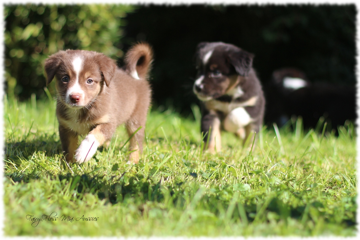 Mini Aussie Welpen - Mini Aussie Z¨chter - Gesunde Mini Aussies