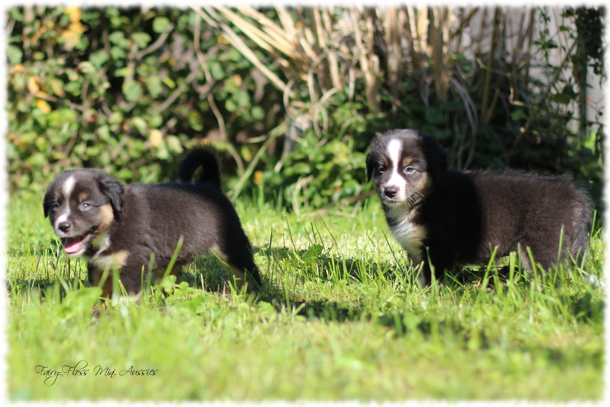 Mini Aussie Welpen - Mini Aussie Züchter - Gesunde Mini Aussies